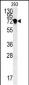 NDNF Antibody (N-term)